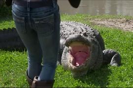 Giant Gators