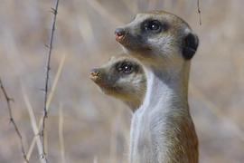 Meerkats