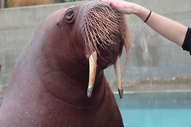 Walrus