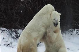 Wrestling Bears